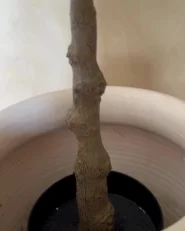 Konstgjord växt GINKGO TREE 150 cm Grön_1046759