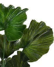 Tekokasvi RUFFLED FAN PALM 98 cm Vihreä_1185283