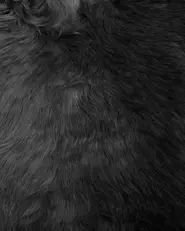 Fårskinnsmatta ULURU Svart 65 x 110 cm_704772
