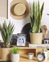Artificial Plant SNAKE PLANT 63 cm Green