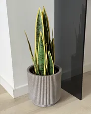 Konstgjord växt SNAKE PLANT 63 cm Grön_1047265