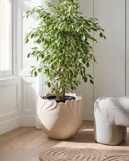 Blomkruka ARPONE 44 cm Ljusbeige_1082387