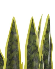 Konstgjord växt SNAKE PLANT 63 cm Grön_784642