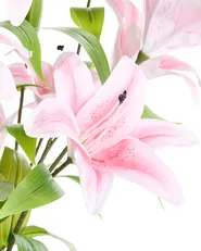 Artificial Plant LILIARIUM 85 cm Pink_1103846