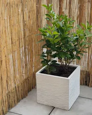 Blomkruka PAROS 40 cm Vit_1085667