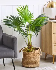 Tekokasvi FAN PALM 100 cm Vihreä_812309