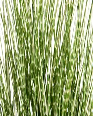 Tekokasvi ZEBRA GRASS 120 cm Vihreä_1090796