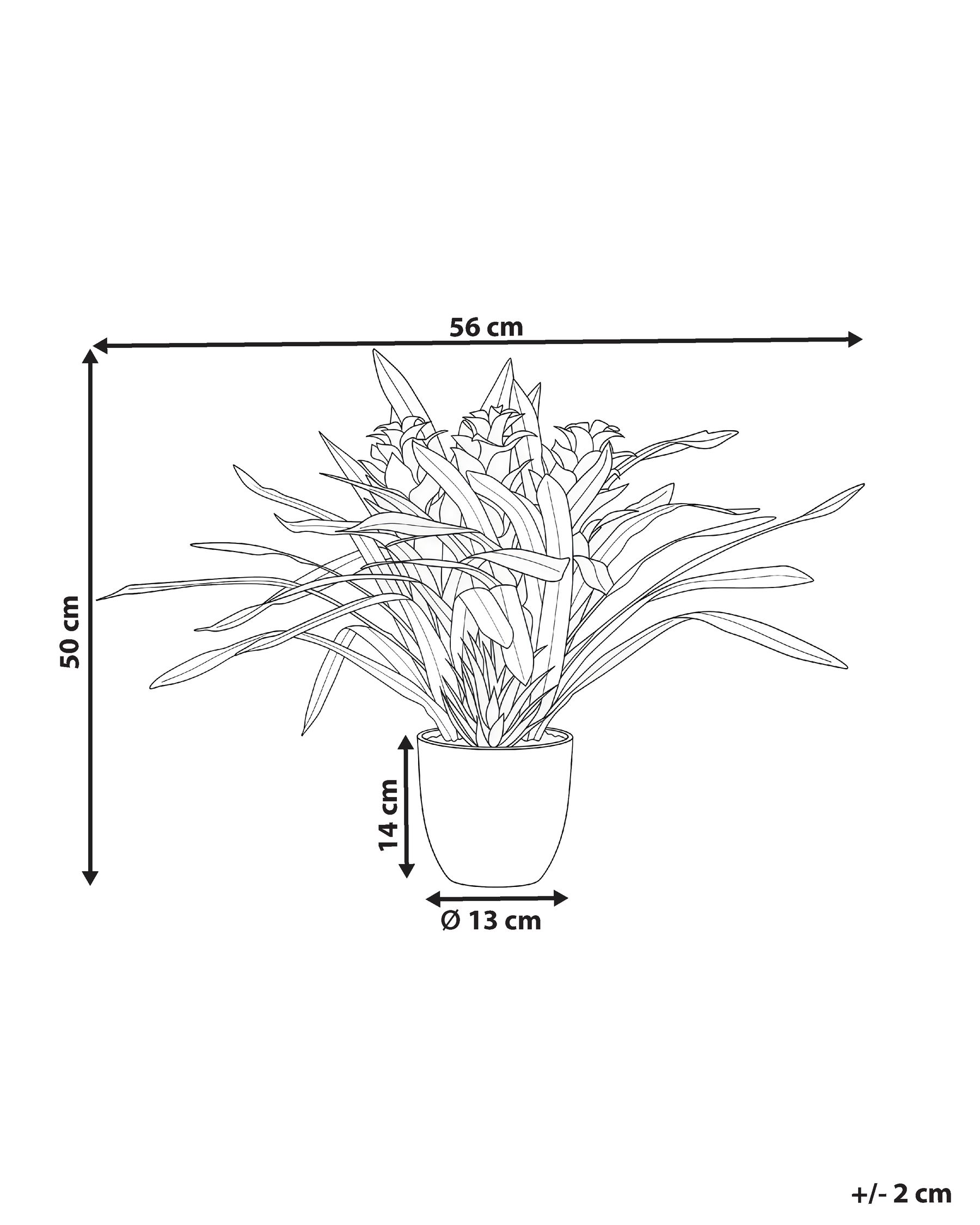 Tekokasvi GUZMANIA ATILLA 50 cm Vihreä_1069946