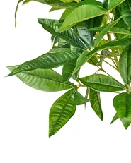 Artificial Plant PACHIRA TREE 120 cm Green_950369