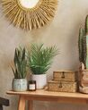 Tekokasvi SNAKE PLANT 40 cm Vihreä