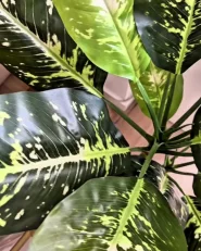 Artificial Plant DIEFFENBACHIA 110 cm Green_1021068