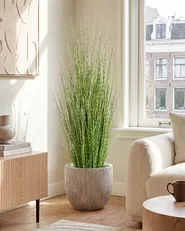 Tekokasvi ZEBRA GRASS 120 cm Vihreä_1090780