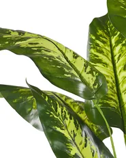 Tekokasvi DIEFFENBACHIA 122 cm Vihreä_784639