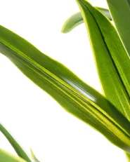 Artificial Plant DRACAENA TREE 150 cm Green_1103909