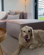 Kulmasohva 3-istuttava VERNON Sametti Beige Oikea_975225