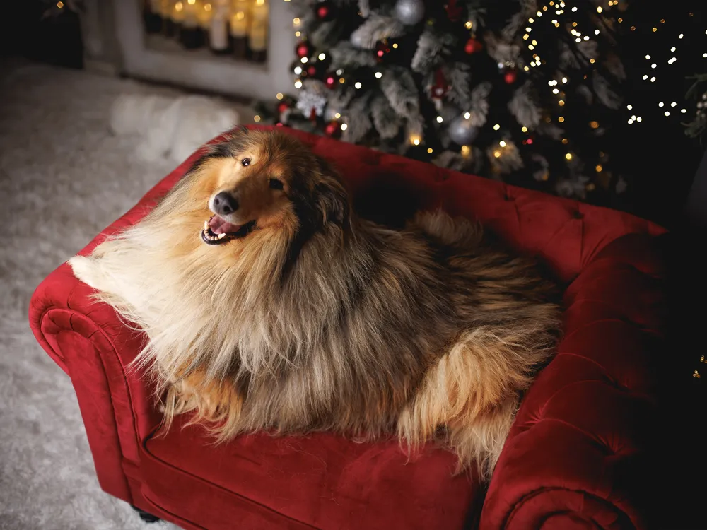 Fåtölj CHESTERFIELD Sammet Vinröd_900075