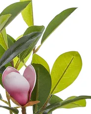 Konstgjord växt MAGNOLIA 70 cm Grön_796248