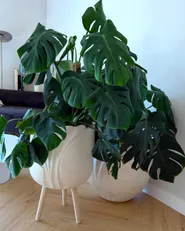 Korotettu kukkaruukku ARPONE 36 cm Vaaleanbeige_1173908