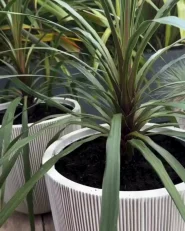 Plant Pot CHIOS 44 cm Beige_998486