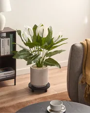 Artificial Plant SPATHPHYLLUM 70 cm Green_1069979