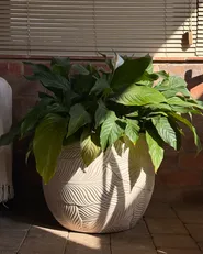 Blomkruka BAIYUN 47 cm Ljusbeige_1065839