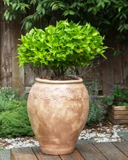 Kukkaruukku PYRUS 48 cm Ruskea_930797