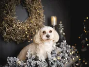Jouluköynnös luminen LED-valo SUNDO 270 cm Valkoinen_888025