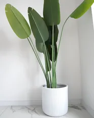 Blomkruka OREOI 37 cm Off-White_1047818